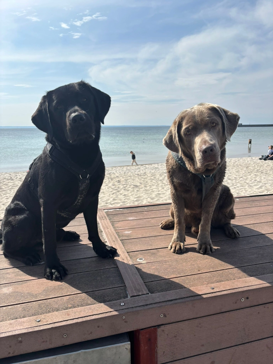 HeartcoredogsBerlin – Hundetraining – Hunde