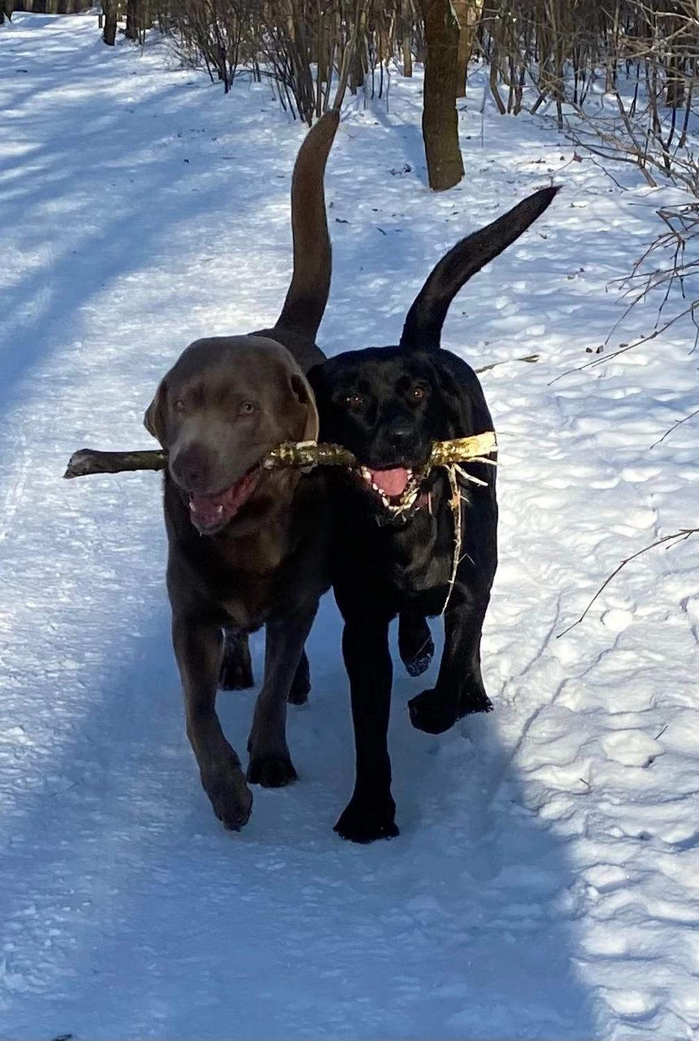 HeartcoredogsBerlin – Hundetraining – Hunde
